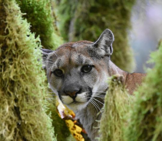 Cougar
