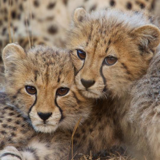 Two cheetah cubs
