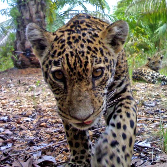 Jaguar cub