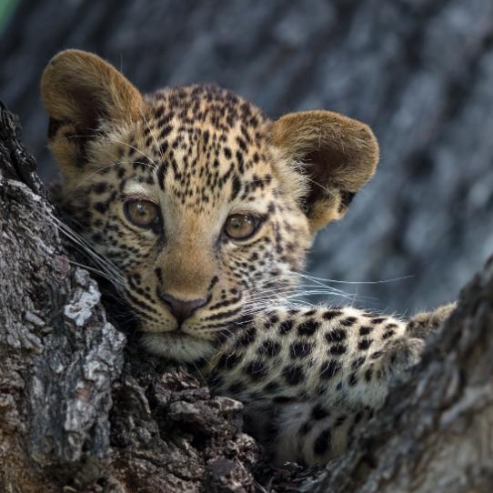Leopard cub