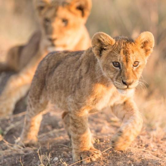 Lion cubs