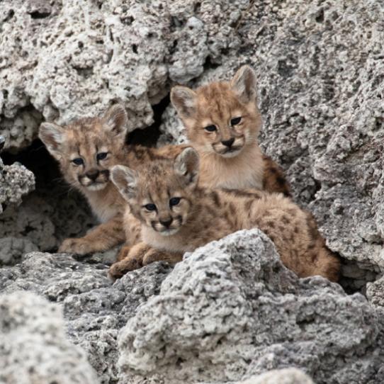 Three puma kittens