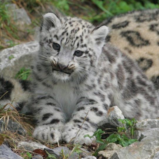Snow leopard cub