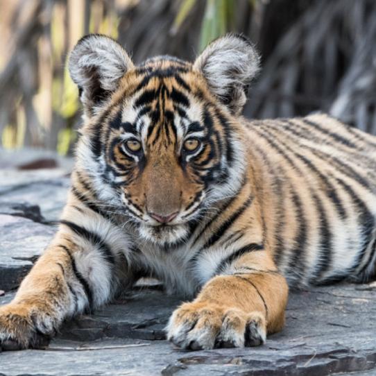 Tiger cub
