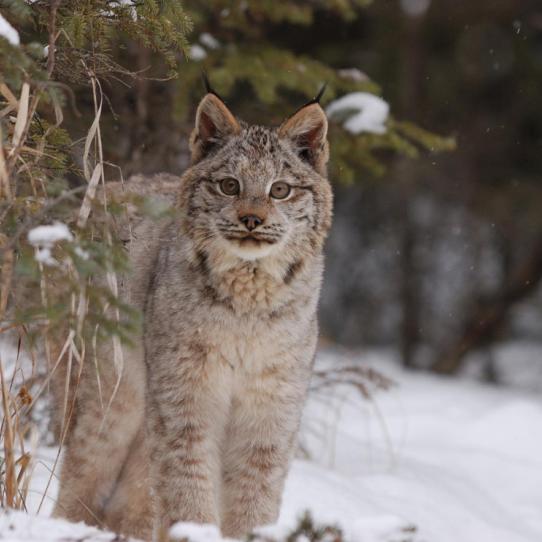 Canada lynx