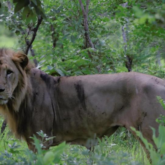 Lion in Senegal