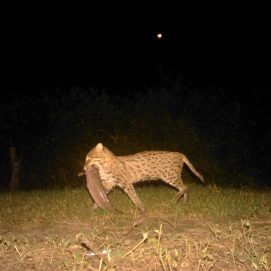Fishing cat with prey