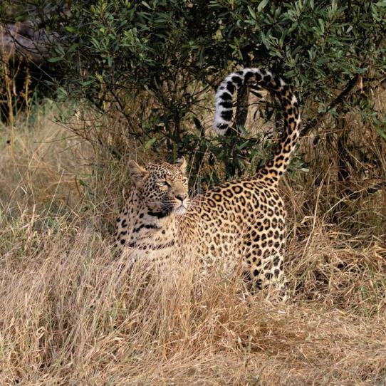 Leopard tail raised