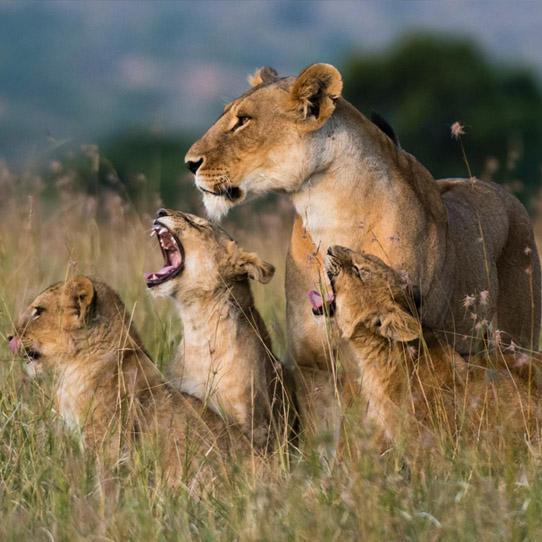 Female lion greeted by her cubs in Kenya
