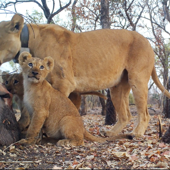 Lion and cubs