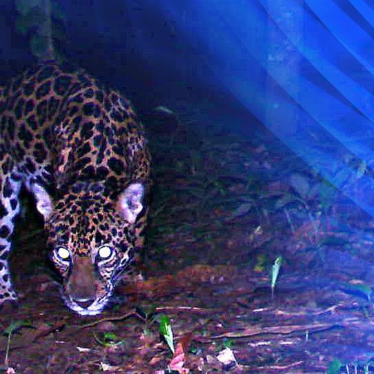 Jaguar Honduras