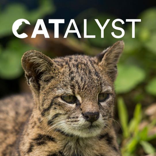 CATalyst