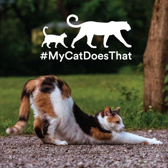 Cat stretching with logo