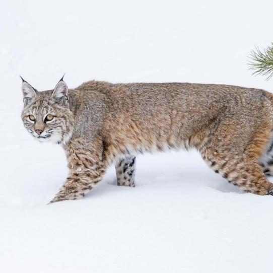 Bobcat