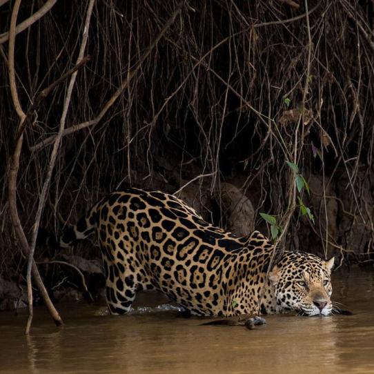 Jaguar going into water