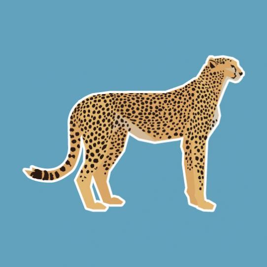 Cheetah