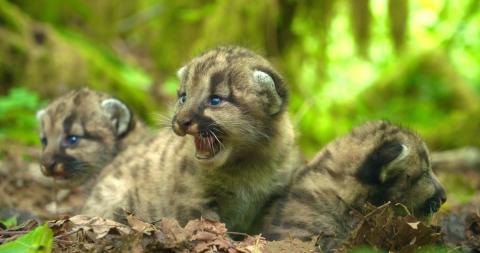 Puma Kittens
