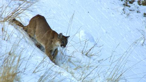 Puma running down snowy hill
