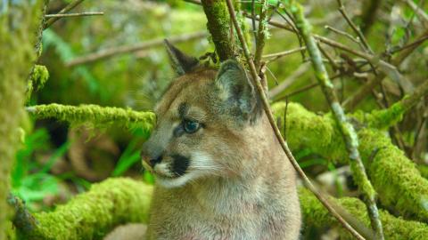 Nine month old puma kitten