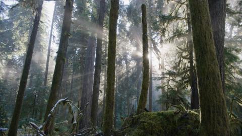 Sun light shining through the trees