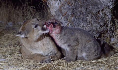 Puma cleaning kitten