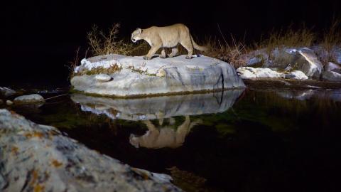 Puma on a rock at night