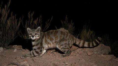 Andean Mountain Cat