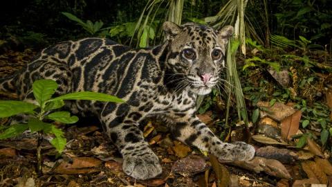 Clouded Leopard