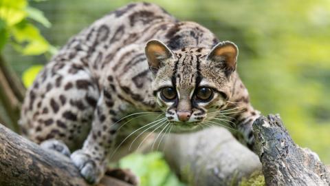 Margay