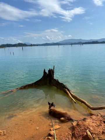 A dog lays in water. 
