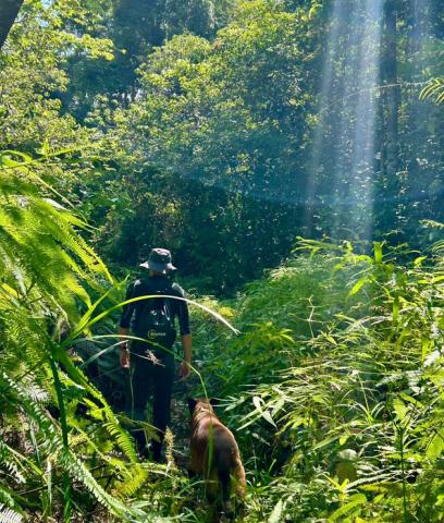 A dog and his handler walk through the jungle