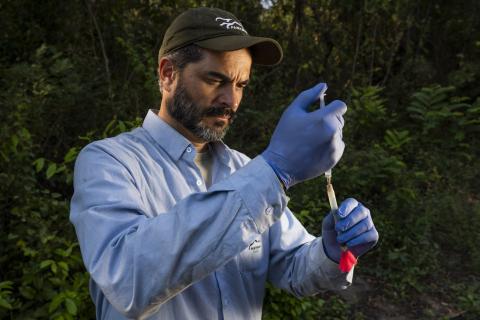 Veterinarian Joares May prepares sedative for collaring in the Pantanal, Brazil