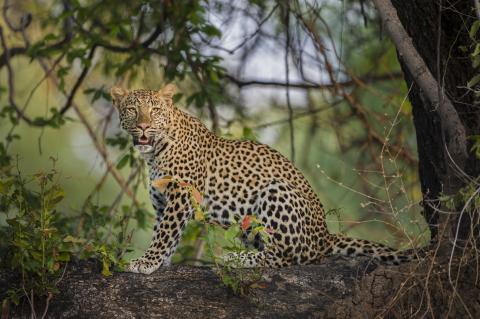 Leopard in South Luangwa National Park, Zambia