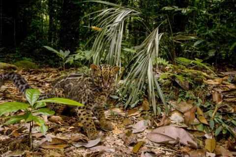 Marbled cat in Borneo, Malysia