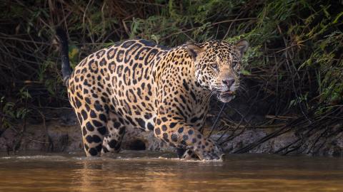 Jaguar