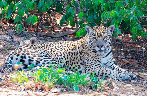 Jaguar