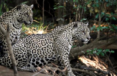 Jaguars