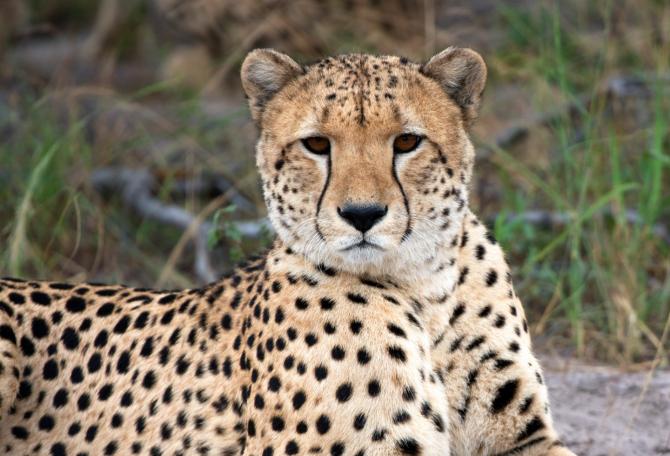 Cheetah lounging, looking at camera