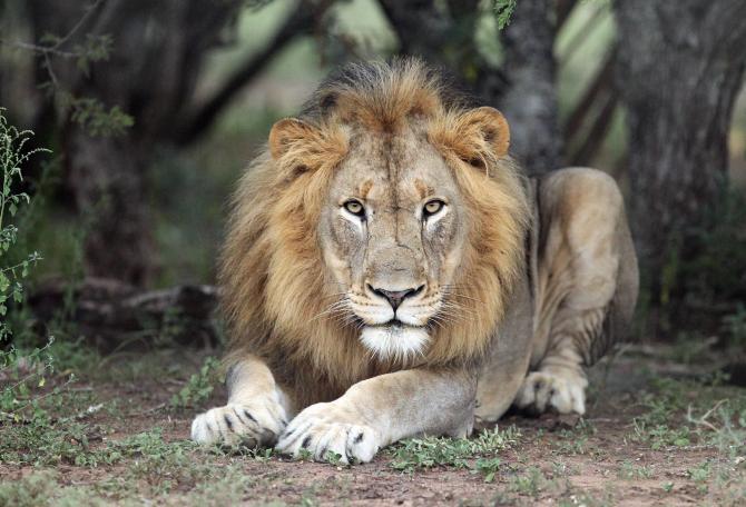Lion looking into camera.