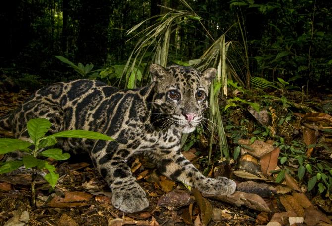 Bornean Clouded Leopard (Neofelis diardi borneensis) male in lowland rainforest at night, Tawau 