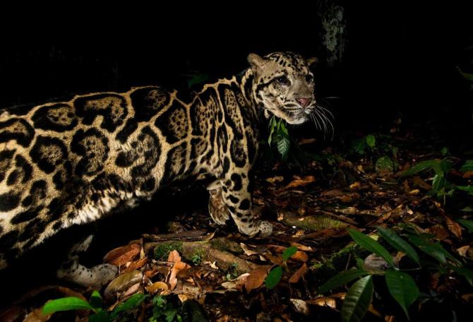 Clouded leopard