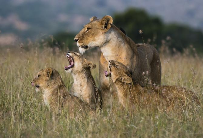 A LIONESS, PANTHERA LEO, GREETED BY THE HER CUBS UPON HER RETURN, MASAI MARA, KENYA.