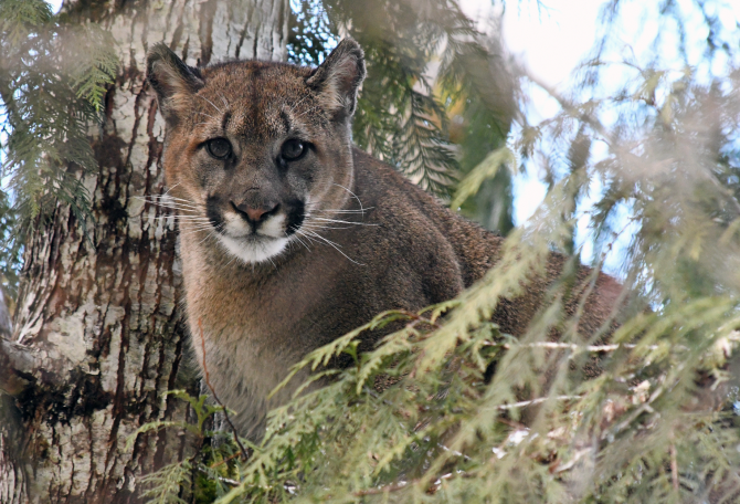 Wild Cat staring into camera