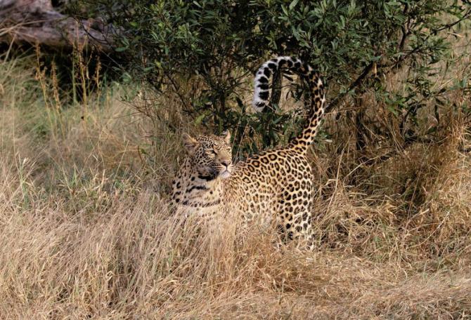 Leopard in Sabi Sands Reserve