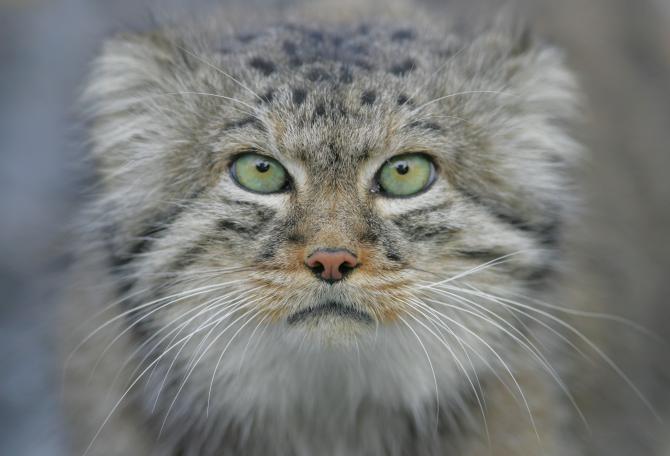 Small cat looking into camera